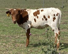 SBC 100 HEIFER