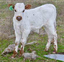 TCC Shootin' Dark X Concealed Haystack bull