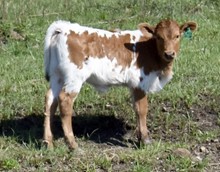 SHOOTER X LADY ARCHER heifer